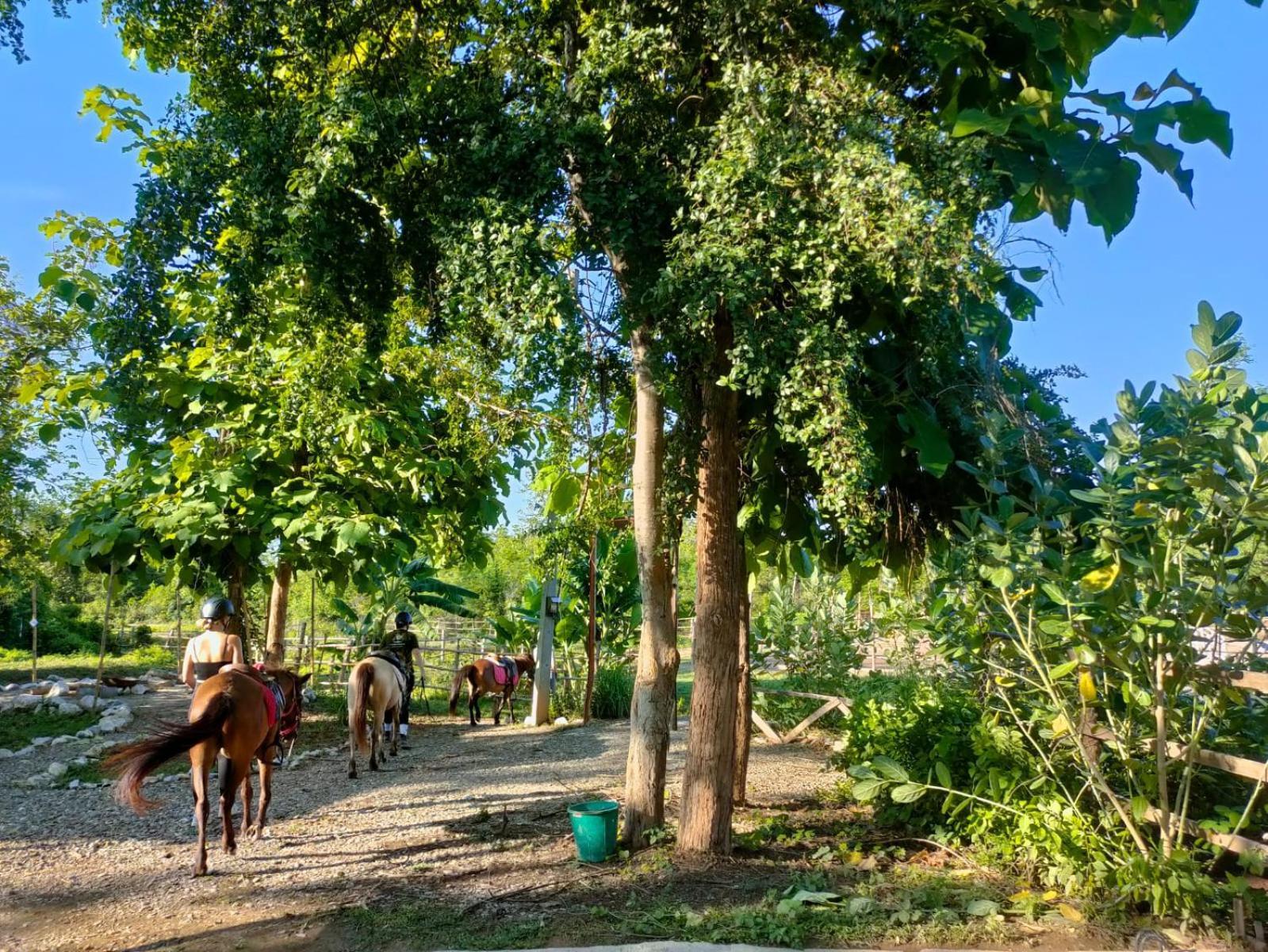 Namkhan Horses Stables Λουάνγκ Πραμπάνγκ Εξωτερικό φωτογραφία