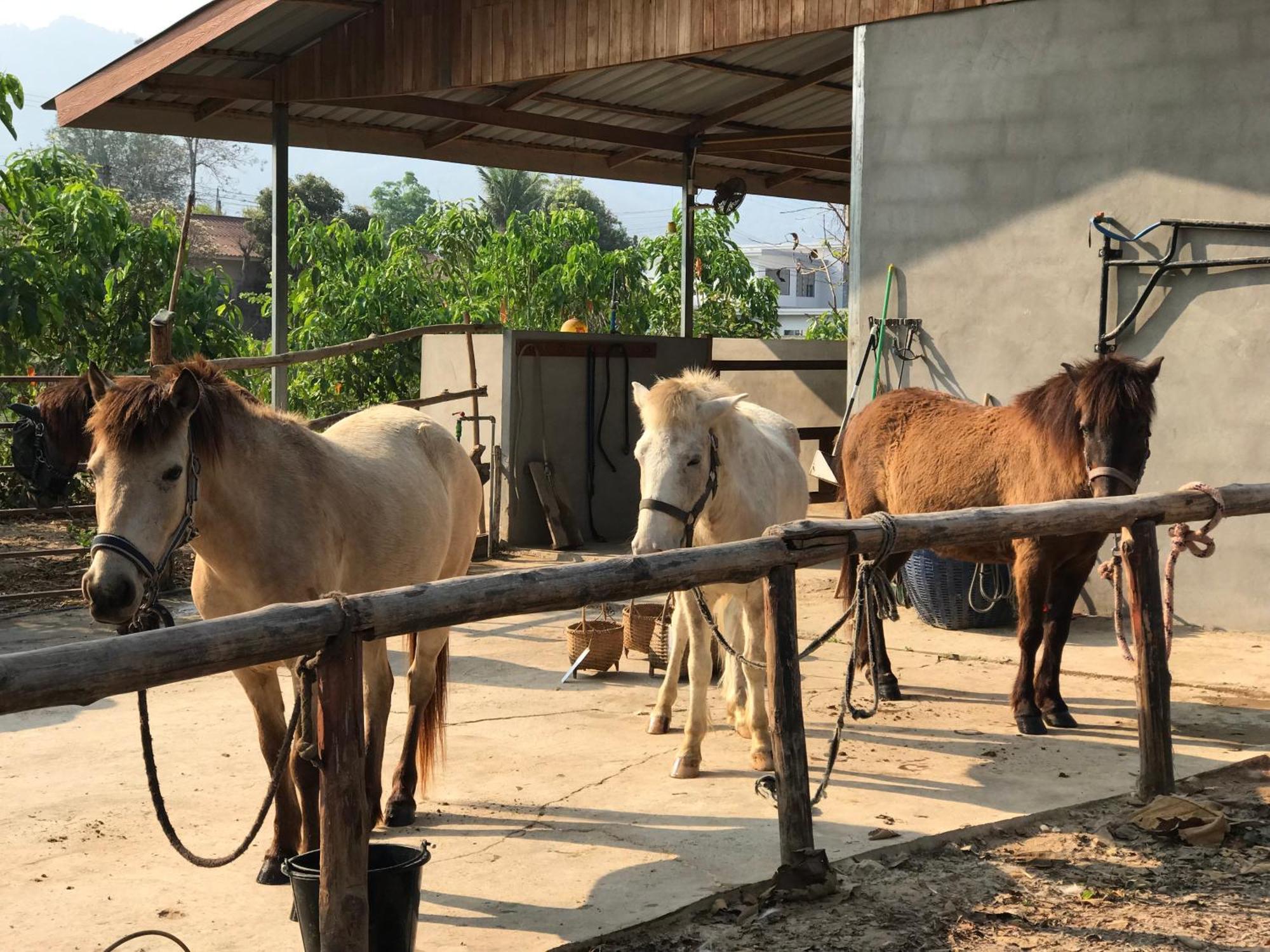 Namkhan Horses Stables Λουάνγκ Πραμπάνγκ Εξωτερικό φωτογραφία